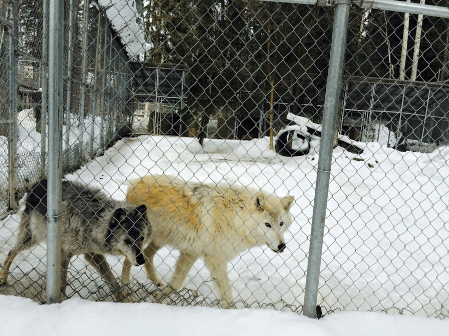 カナダで野生オオカミに出逢おう ノーザン ライツ ウルフ センター